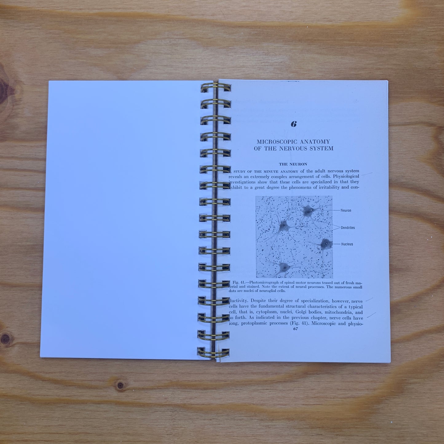 Fundamentals of Neurology