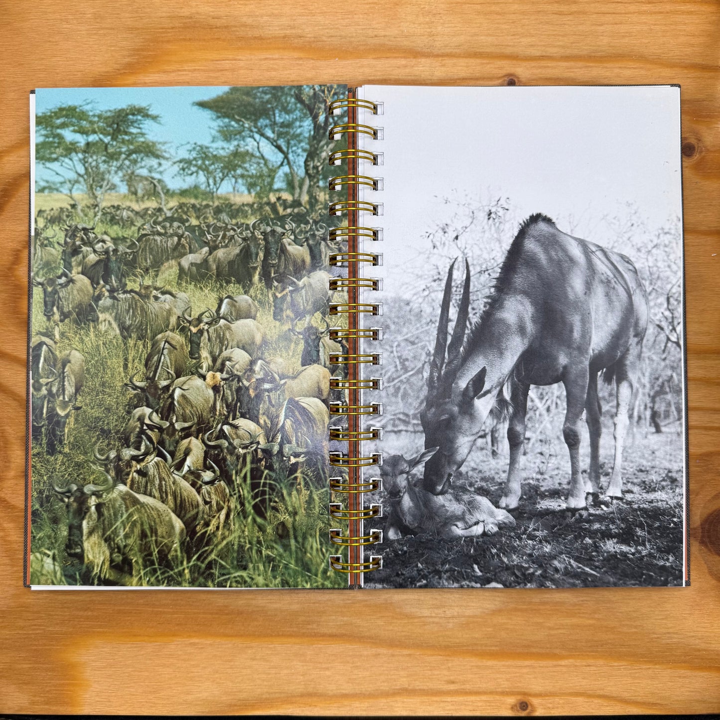 Animals of East Africa