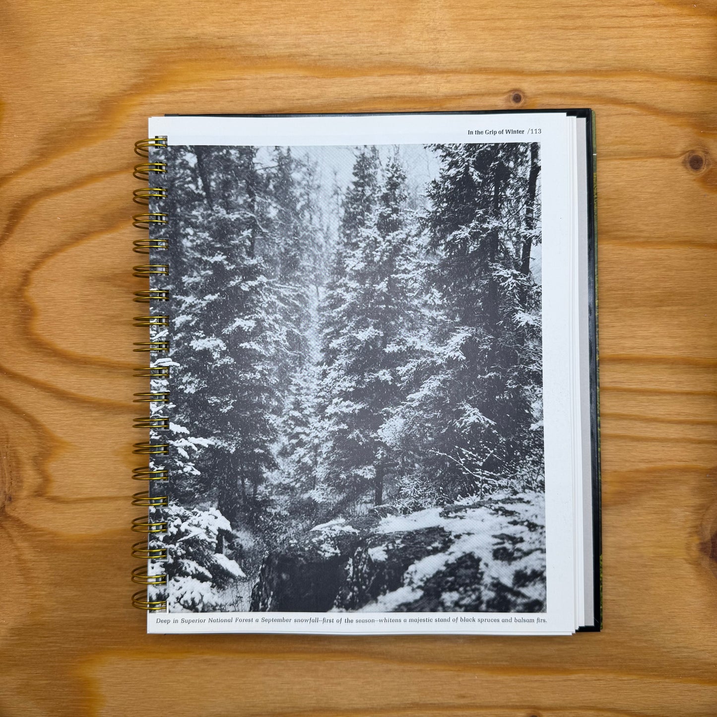 The North Woods
