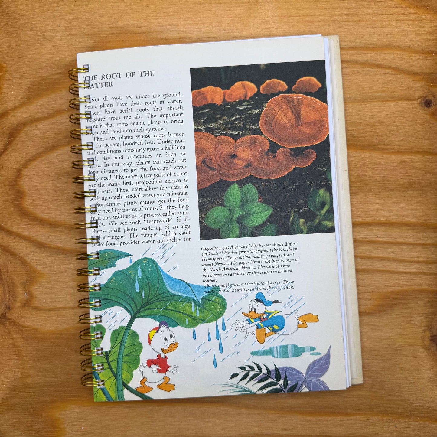 Disney's Wonderful World of Knowledge - Nature