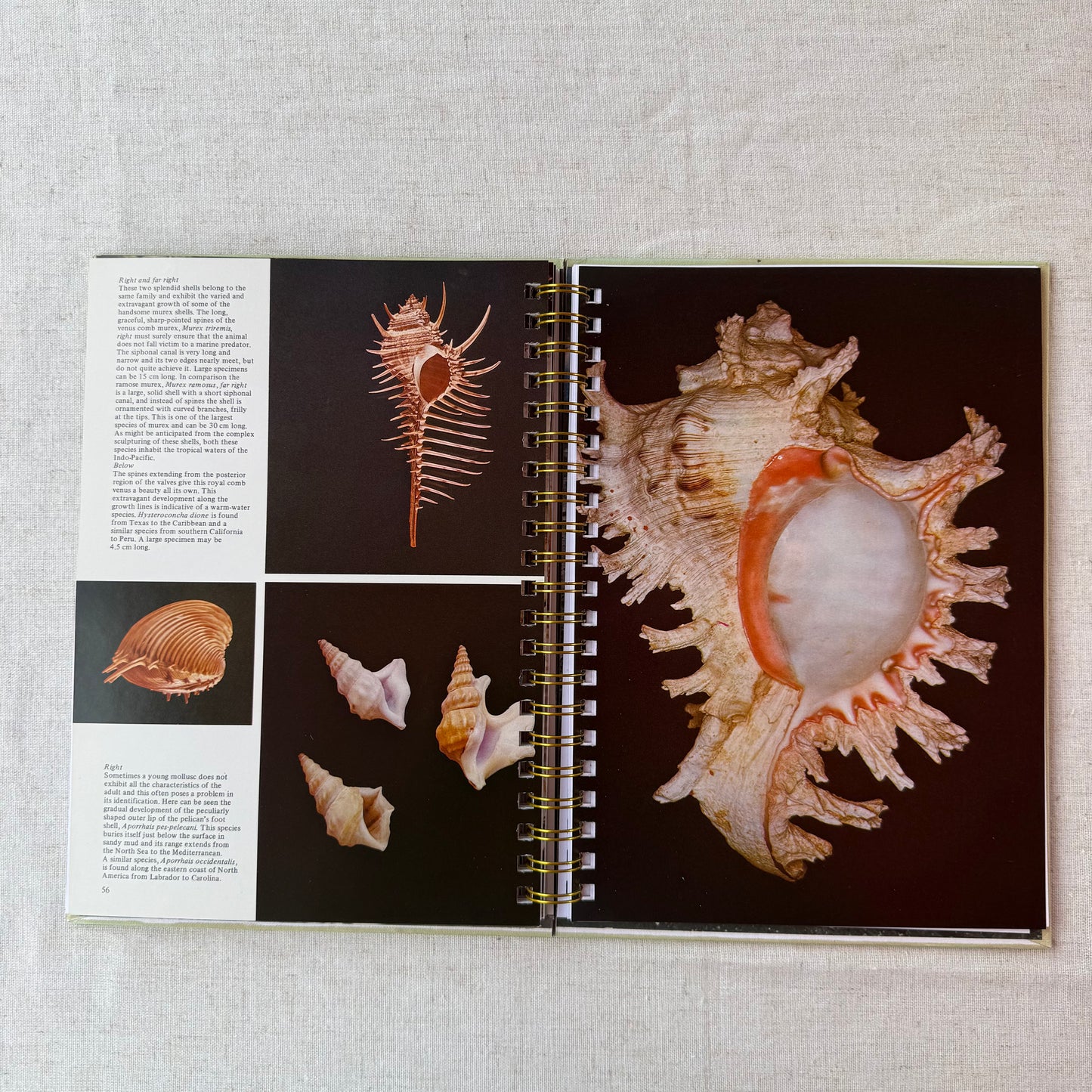 All Color Book of Seashells